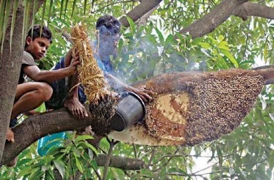 Sundarbans Honey
