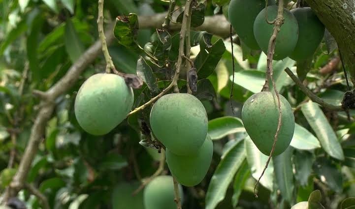 Meherpur Mango