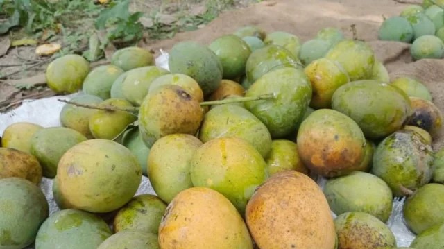 Naogaon Mango (Himsagar)