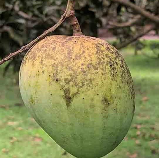 Himsagar Mango